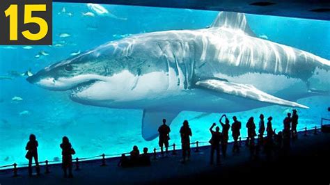 biggest megalodon in the world|How world's largest shark, the megalodon, became terrifying ruler .
